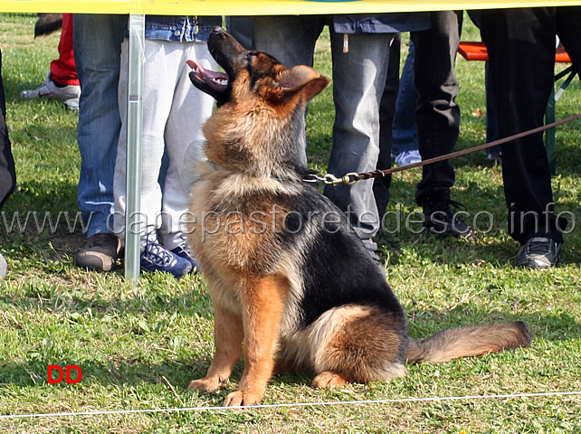 lika-della-valle-dei-rovi.jpg - Lika della Valle dei Rovi 4 MP Juniores femmine 