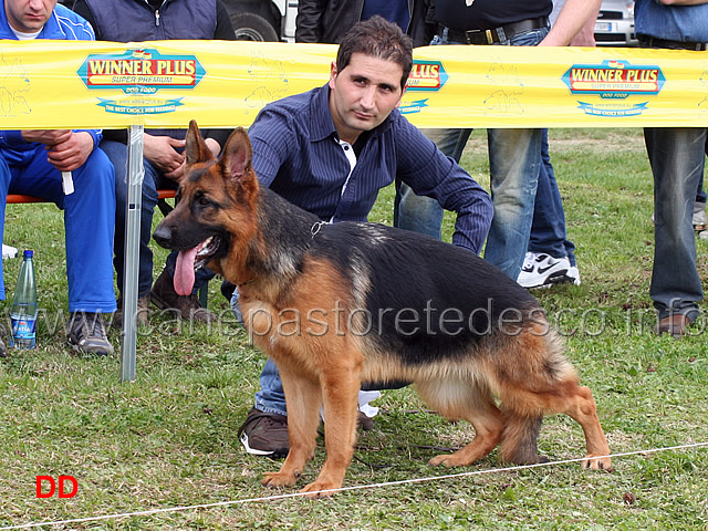 nenzy-di-casa-luca-04.jpg - Nenzy di Casa Luca 8 MB Cucciolone femmine