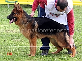 aiko-delle-belle-torri-1mb-cuccioloni-maschi