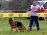 cuccioloni-maschi-aiko-delle-belle-torri