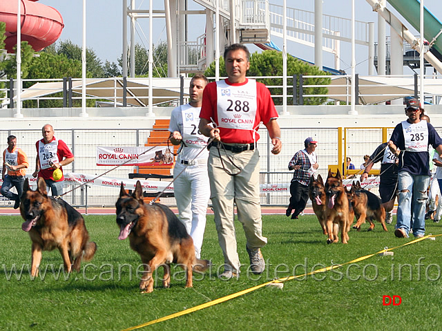 045.jpg - I cani di testa