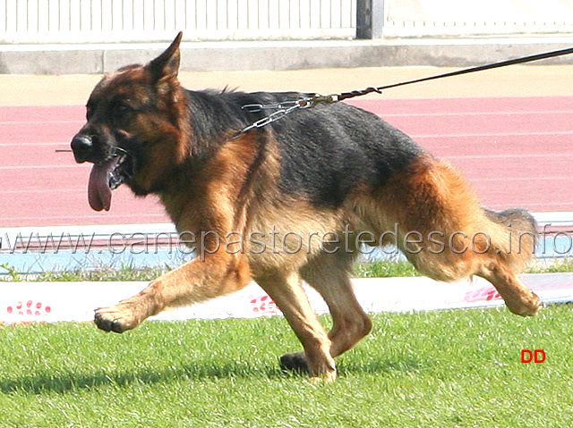 063.jpg - Gazza Tamarajpital (3MB)