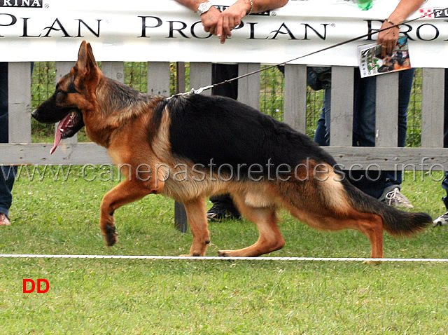 caruso-dell-alpe-adria.jpg - Caruso dell'Alpe Adria 14 MB Cuccioloni