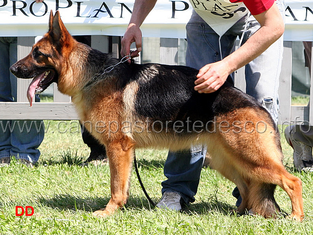 ester-di-ca-san-marco.jpg - Ester di Ca' San Marco 20 MB Giovani femmine (foto Trofeo Walter Gorrieri 2010)