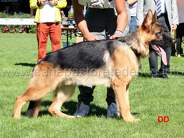 nato-di-casa-beggiato.jpg - Nato di Casa Beggiato 3 MB Cuccioloni (foto Raduno SAS Monterosa, settembre 2010)