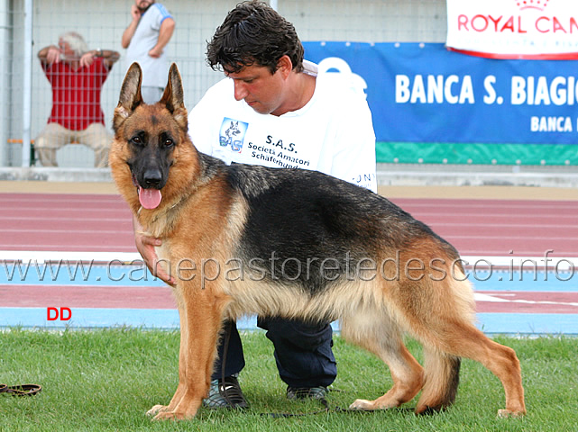 aika.jpg - Aika 19 Eccellente Lavoro femmine (foto Campionato SAS 2009)