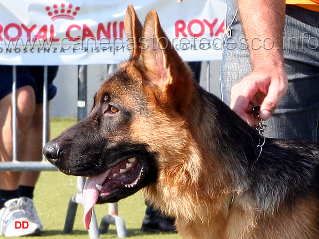 cai-di-cariddi-.jpg - Cai di Cariddi 16 MB Giovani maschi (foto Campionato SAS 2009)