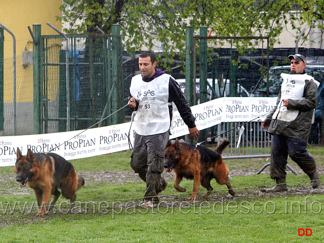 063.jpg - Adulti maschi Ferro Hohenzeile e Xamb Overledingerland