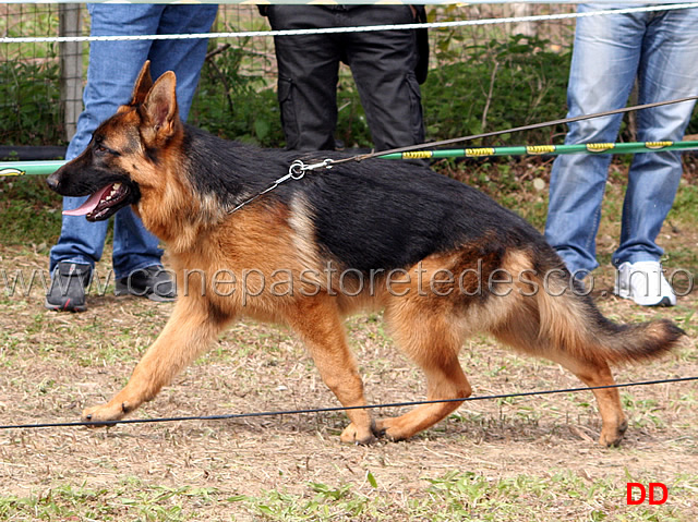 014.jpg - Classe Juniores maschi  2 Ultron Blackhof