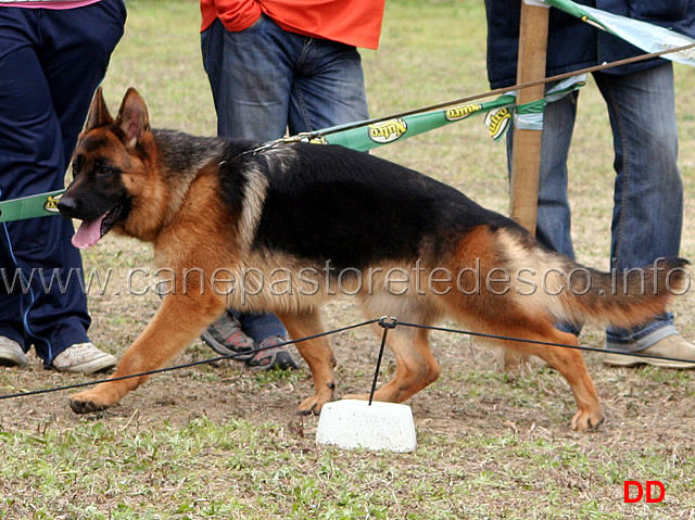 042.jpg - Classe Cuccioloni maschi 1 Karol dei Lotito