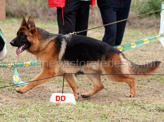 052.jpg - Classe Cuccioloni maschi 1 Karol dei Lotito