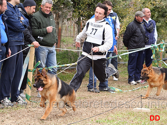 057.jpg - Classe Cuccioloni maschi 1 Karol dei Lotito e 2  Sam delle Tamerici Salmastre