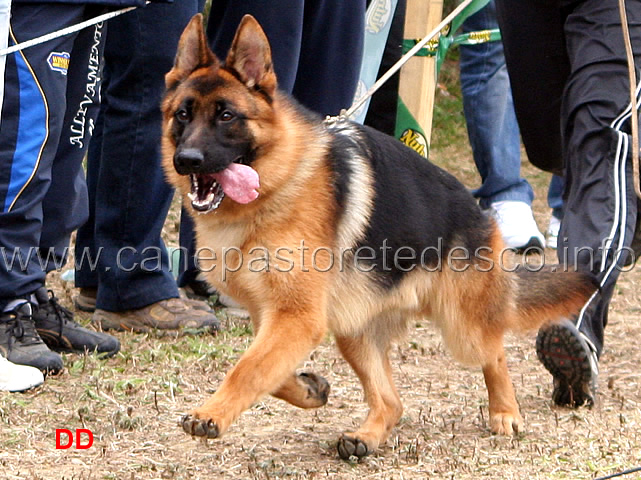 058.jpg - Classe Cuccioloni maschi 1 Karol dei Lotito