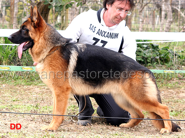 061.jpg - Classe Cuccioloni maschi 1 Karol dei Lotito