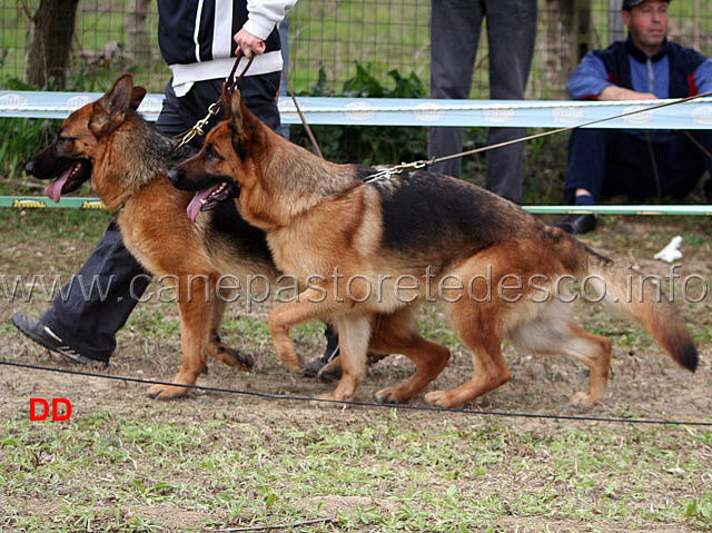 081.jpg - Giovanissime femmine 3 Roxy delle Tamerici Salmastre e 4 Honda dei Lotito