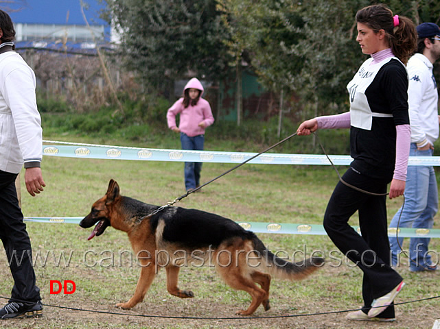 084.jpg - Giovanissime femmine 8 Antha della Val Sangro
