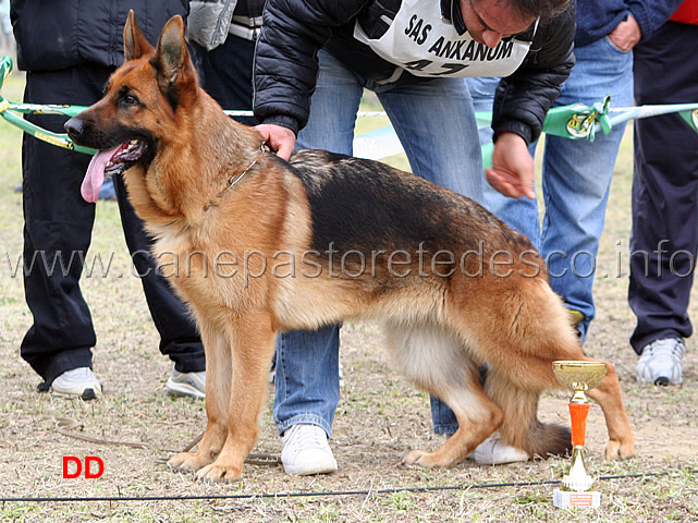 090.jpg - Giovanissime femmine 4 Honda dei Lotito