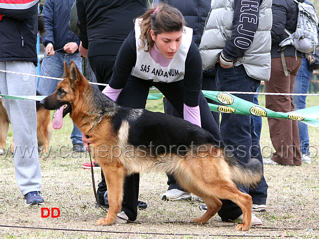 094.jpg - Giovanissime femmine 8 Antha della Val di Sangro