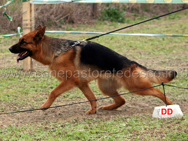 112.jpg - Giovani femmine 1 Rachel di Casa Schwarz