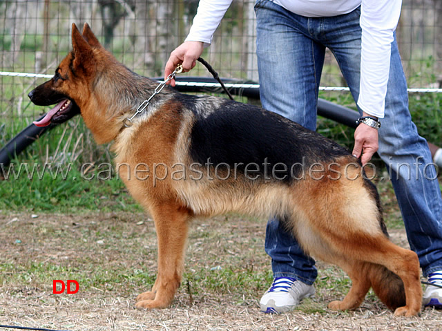 117.jpg - Giovani femmine 1 Rachel di Casa Schwarz