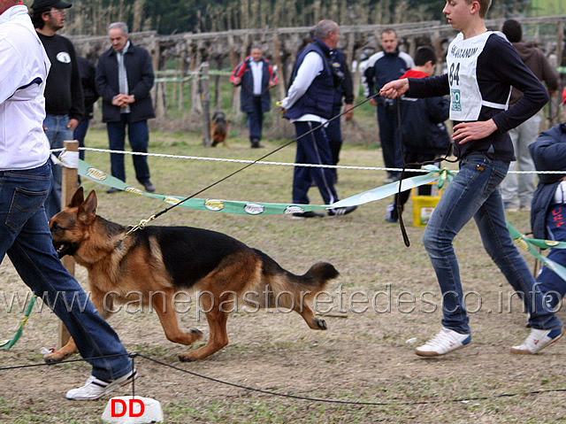 128.jpg - Giovani maschi 2 Pascia delle Tamerici Salmastre