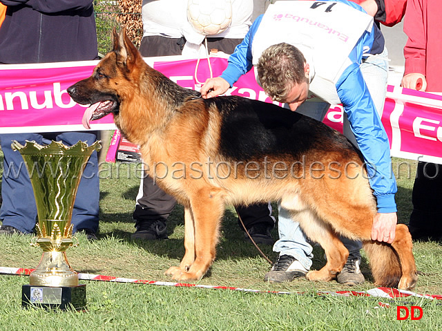 083.jpg - Classe Lavoro maschi 1 Ron della Bocca del Vesuvio vincitore del Trofeo Sesto Carmelo