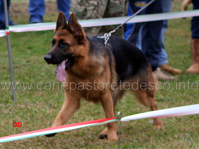009.jpg - Cucciolone femmine Athena di Casa Vizzato