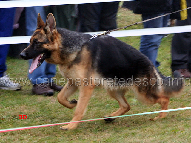 012.jpg - Cucciolone femmine Ola del Gruppo