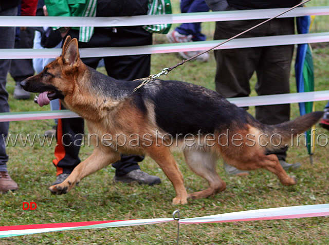 013.jpg - Cucciolone femmine Fenia dell'Antuba Sannita