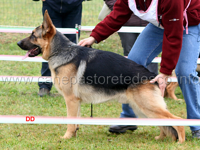 046.jpg - Cuccioloni maschi 7 Gunther Team Torretta