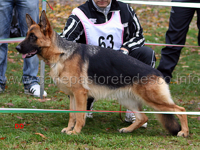105.jpg - Giovanissime femmine 7 Lilly dei Due Fiumi