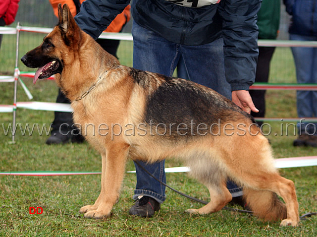 162.jpg - Adulte femmine 7 Connie della Rena Nera