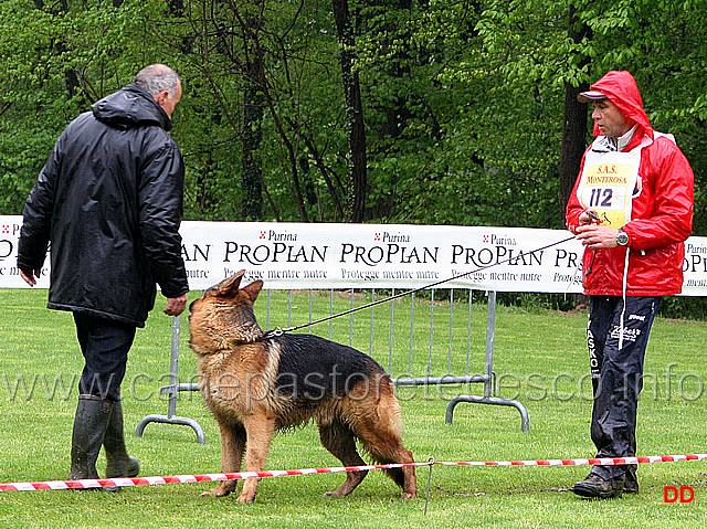 059.jpg - Il giudice Maestroni passa in rassegna i cani, controllandone anche l'equilibrio caratteriale