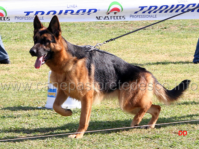 027.jpg - Cucciolone femmine 1 Nenè Weideland