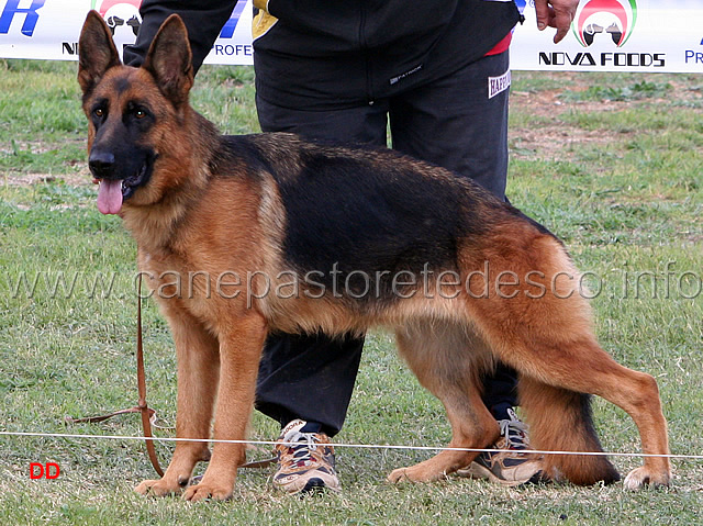 120.jpg - Lavoro femmine 2 Puma di Turboland