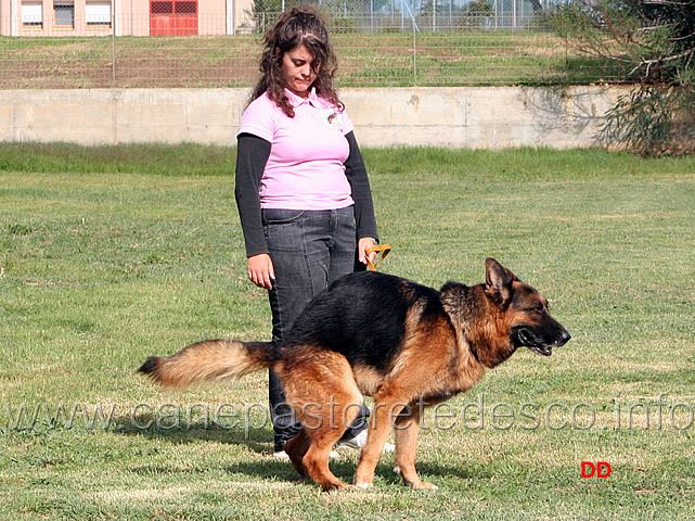 179.jpg - ....un vero appassionato si riconosce dall'attenzione con cui controlla il proprio cane