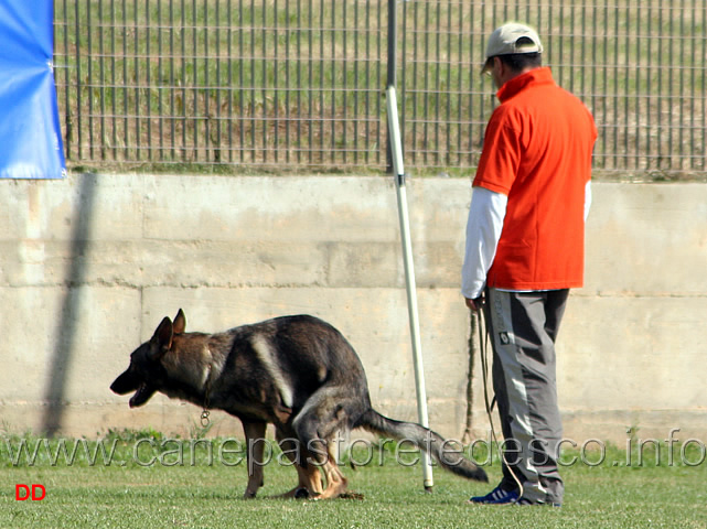 180.jpg - ....un vero appassionato si riconosce dall'attenzione con cui controlla il proprio cane