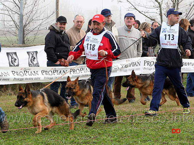 003.jpg - Juniores maschi Frej di Camporeale, Aron, Sirio del Gran Delta