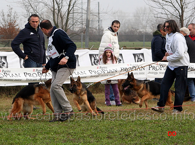 020.jpg - Cucciolone femmine Palme di Casa Pozzoli, Ola del Gruppo, Arlett