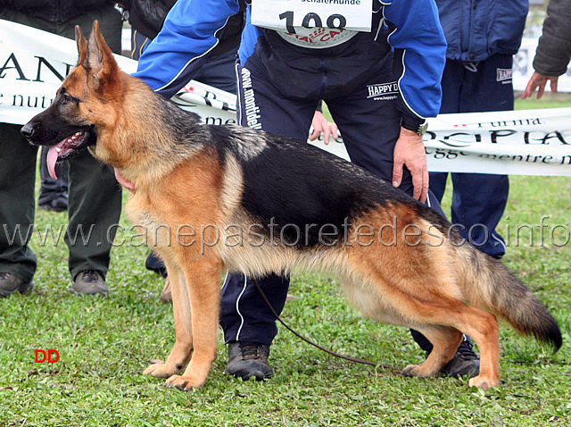 037.jpg - Cucciolone femmine 1 Roxy delle Tamerici Salmastre