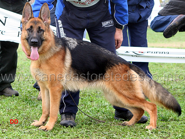 038.jpg - Cucciolone femmine 1 Roxy delle Tamerici Salmastre