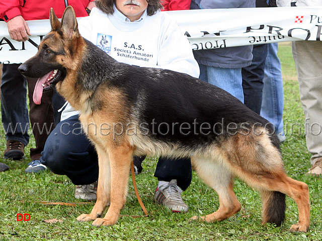 042.jpg - Cucciolone femmine 4 Ola del Gruppo