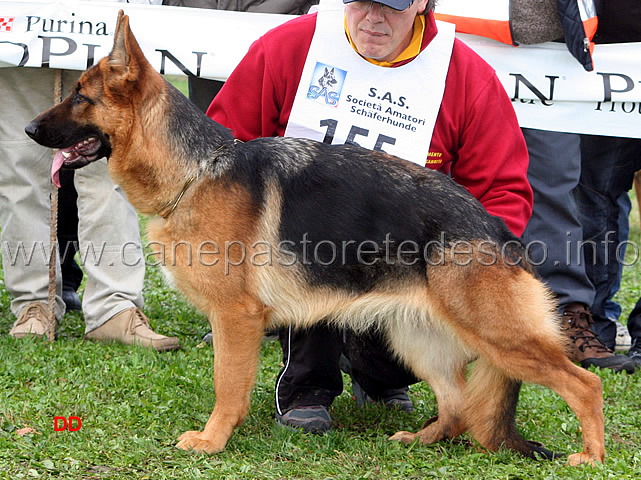 043.jpg - Cucciolone femmine 5 Fenia dell'Antuba Sannita