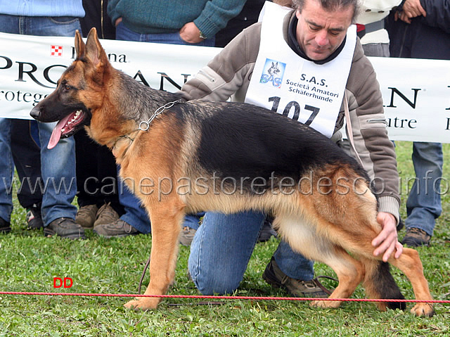 046.jpg - Cucciolone femmine 8 Randy Valentinientis