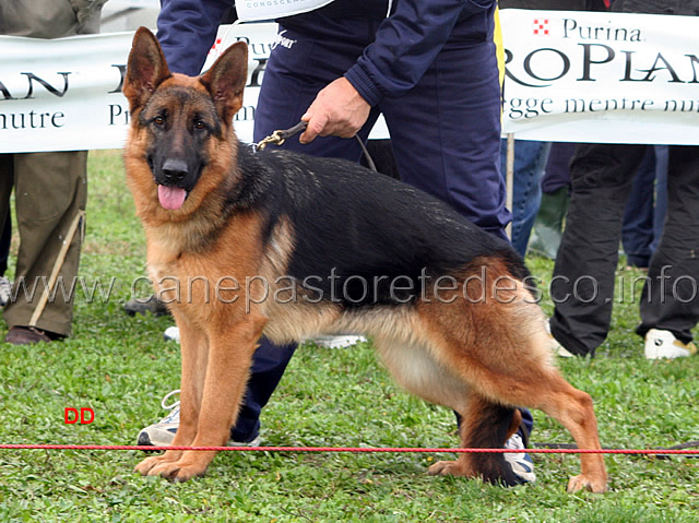 048.jpg - Cucciolone femmine 10 Antha della Val Sangro