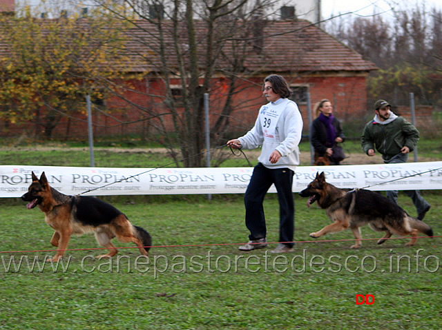 109.jpg - Giovani maschi Vando di Zenevredo e Horso dei Colli Storici