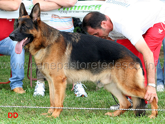 cronos-ulmenta-1-Ecc-lavoro-masch.jpg - Cronos d'Ulmental 1 Ecc Lavoro maschi