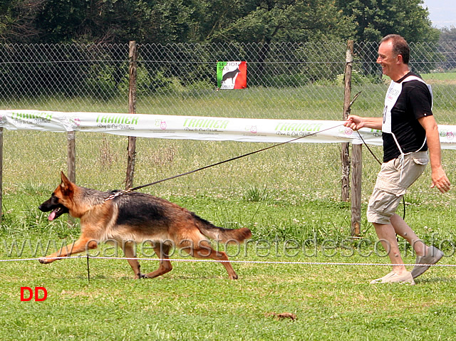 cucciolone-femmine-cina-geranian-hoff.jpg - Cucciolone femmine Cina Geranian Hoff