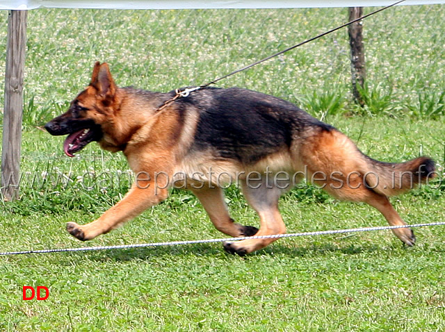 dea-dell-alta-costa-6-MB-cucciolone-femmine.jpg - Dea dell'Alta Costa 6 MB Cucciolone femmine
