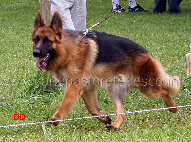 gimmy-degli-arvali-02.jpg - Gimmy degli Arvali